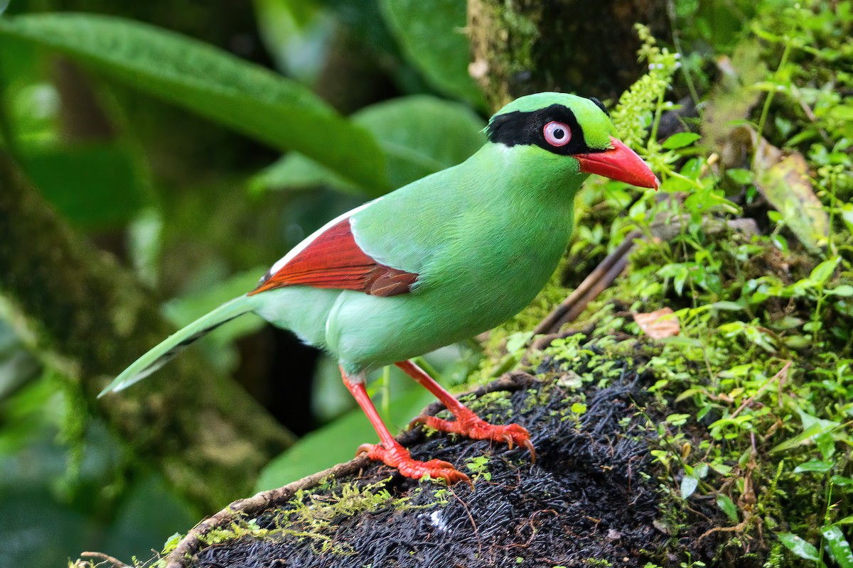 Bornean Green-Magpie - ML643584254