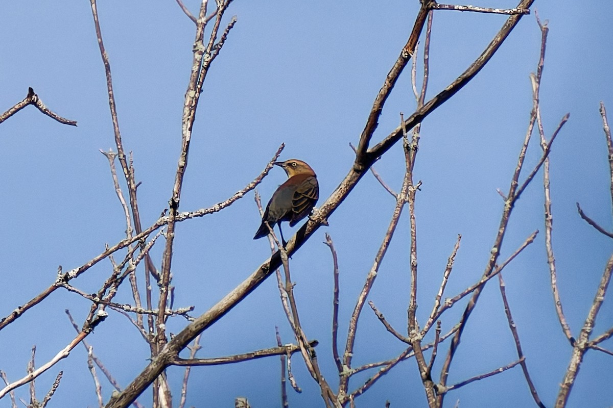 Rusty Blackbird - ML643584261