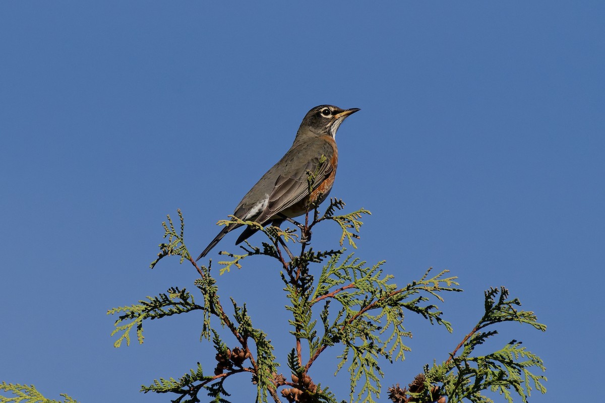 קיכלי נודד - ML643584264