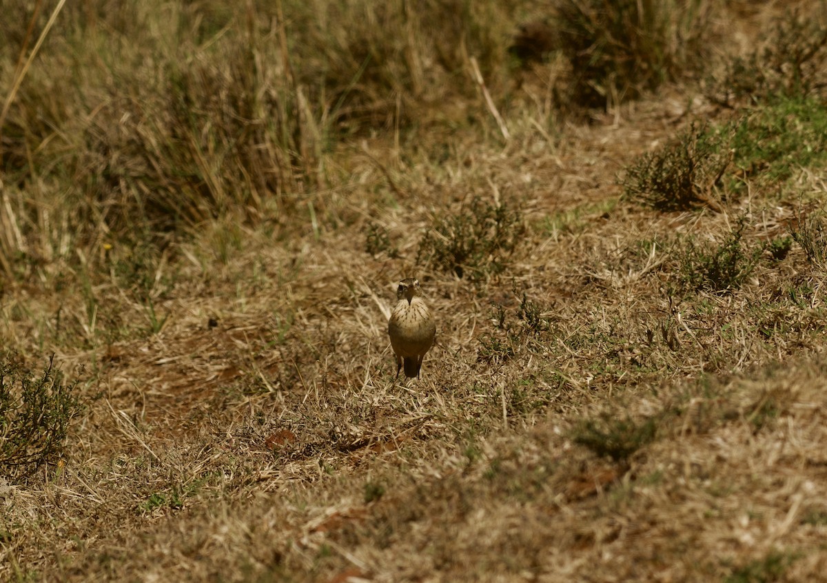Plain-backed Pipit - ML643584265