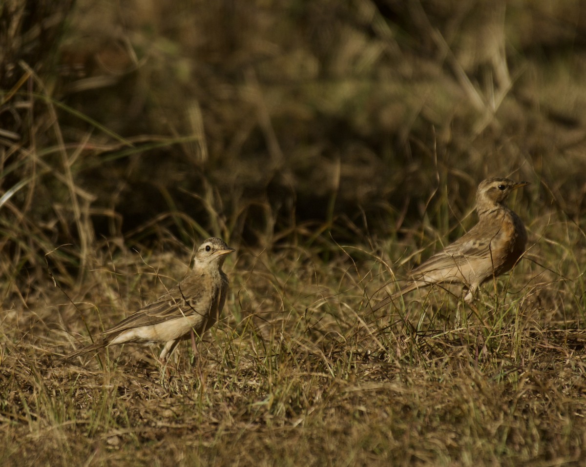 Plain-backed Pipit - ML643584273