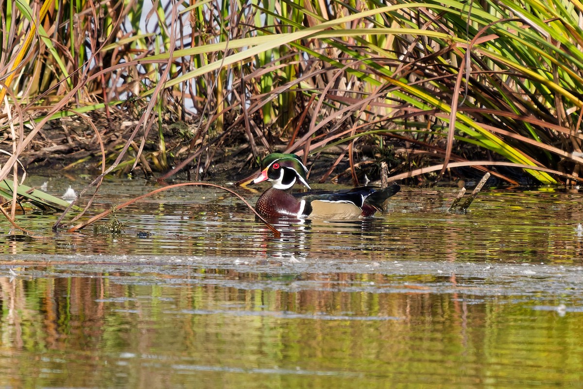 Wood Duck - ML643584281