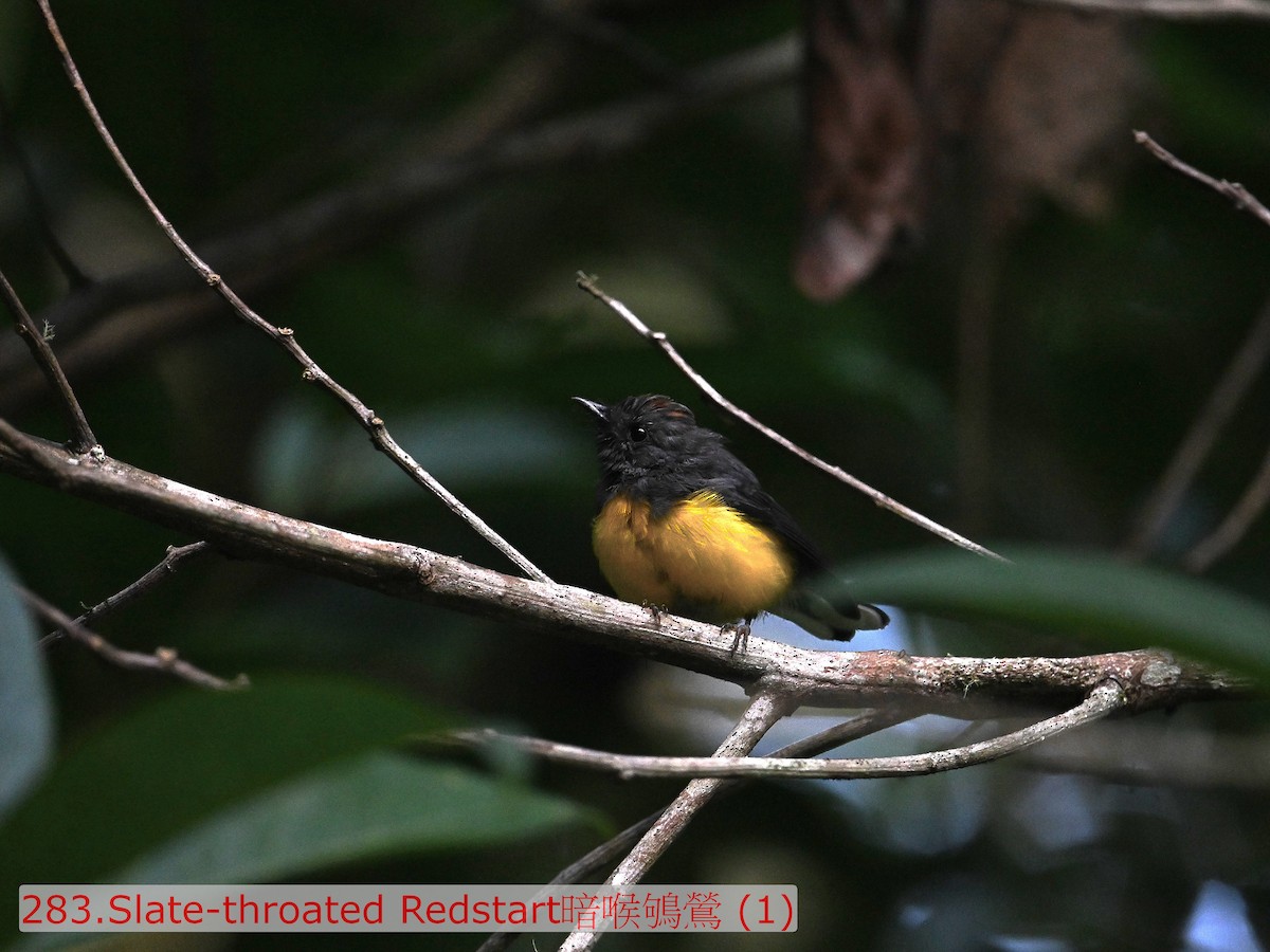 Slate-throated Redstart - ML643584284