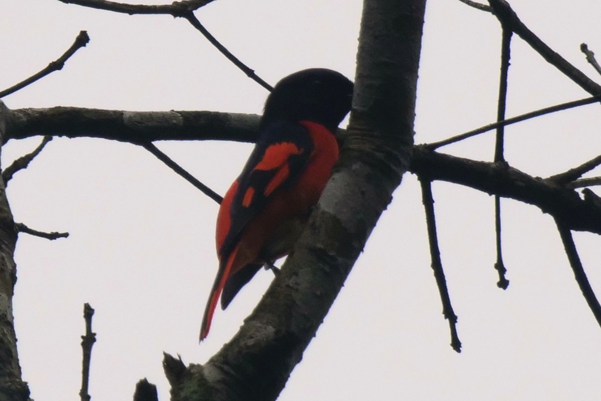 Scarlet Minivet - ML643584286