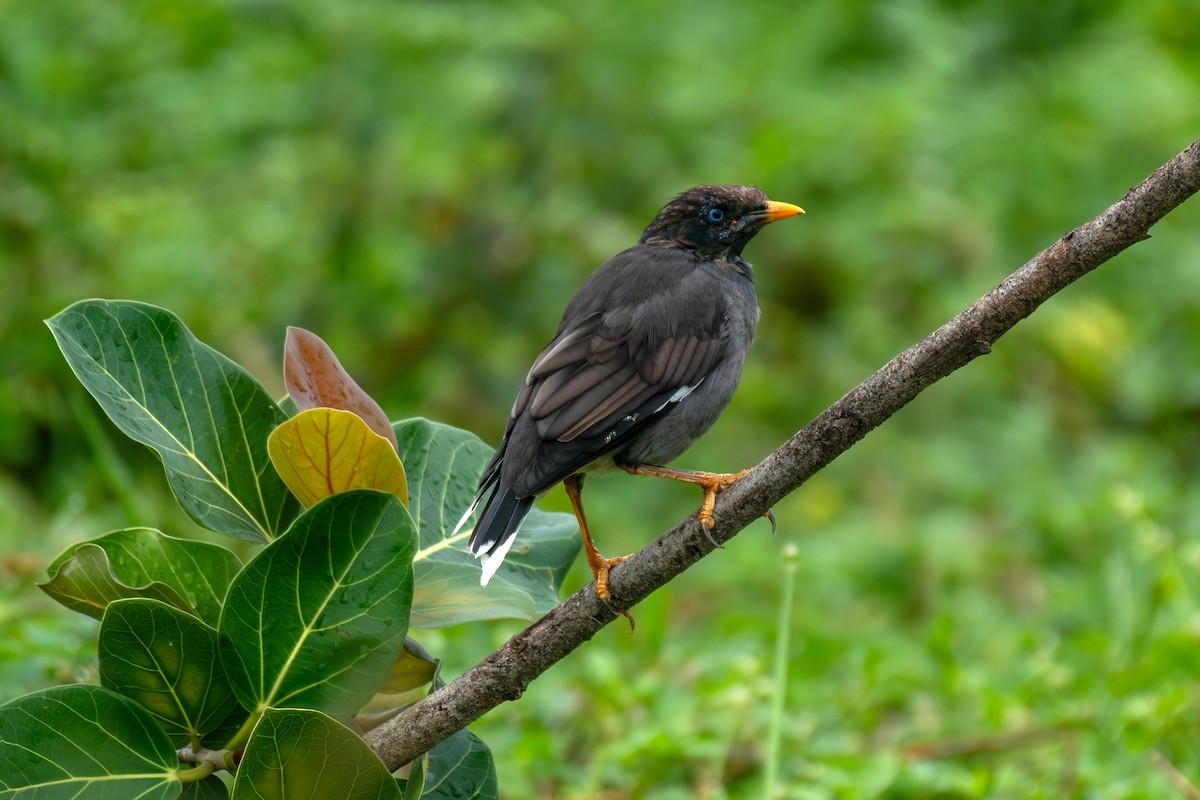 Jungle Myna - ML643584294