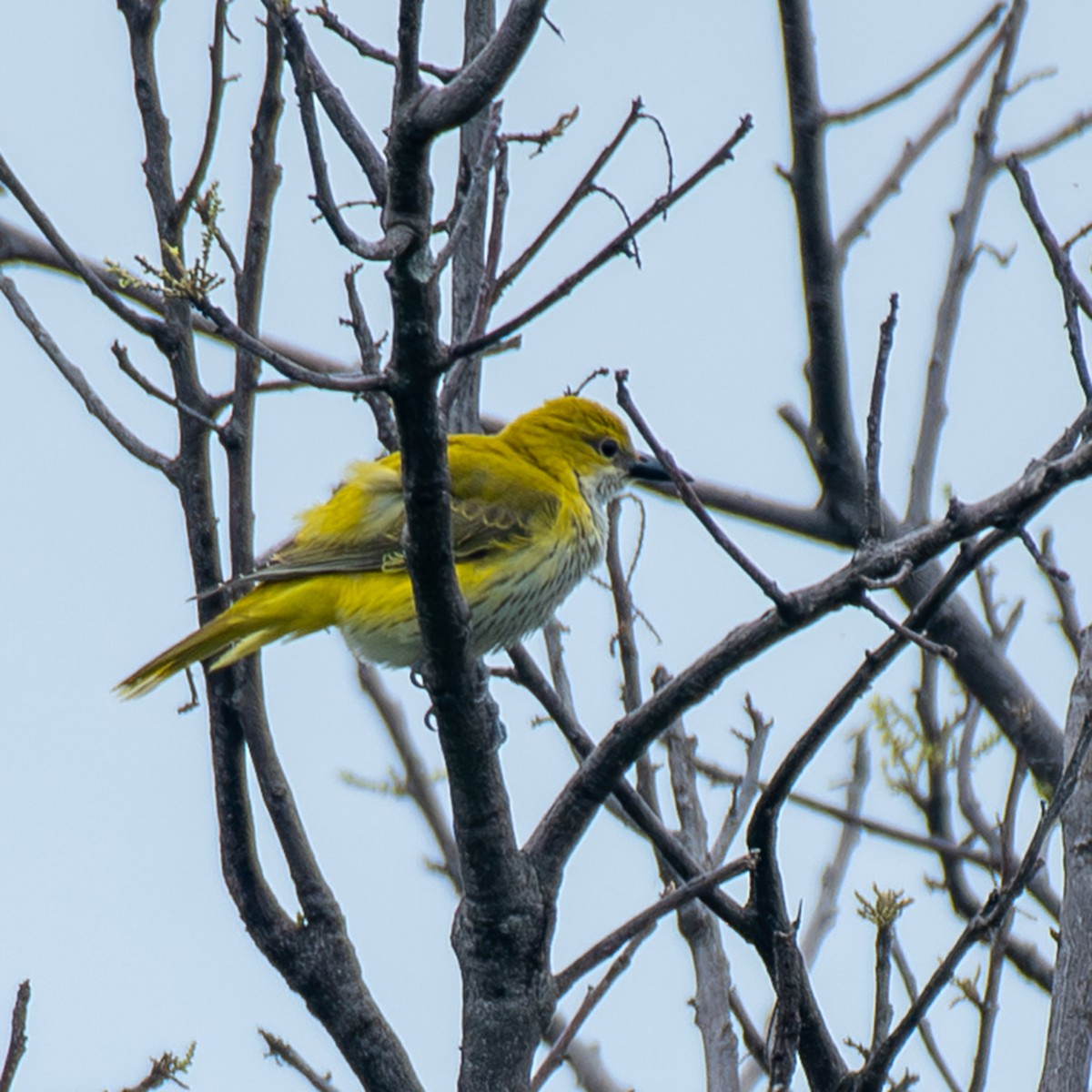 Indian Golden Oriole - ML643584305