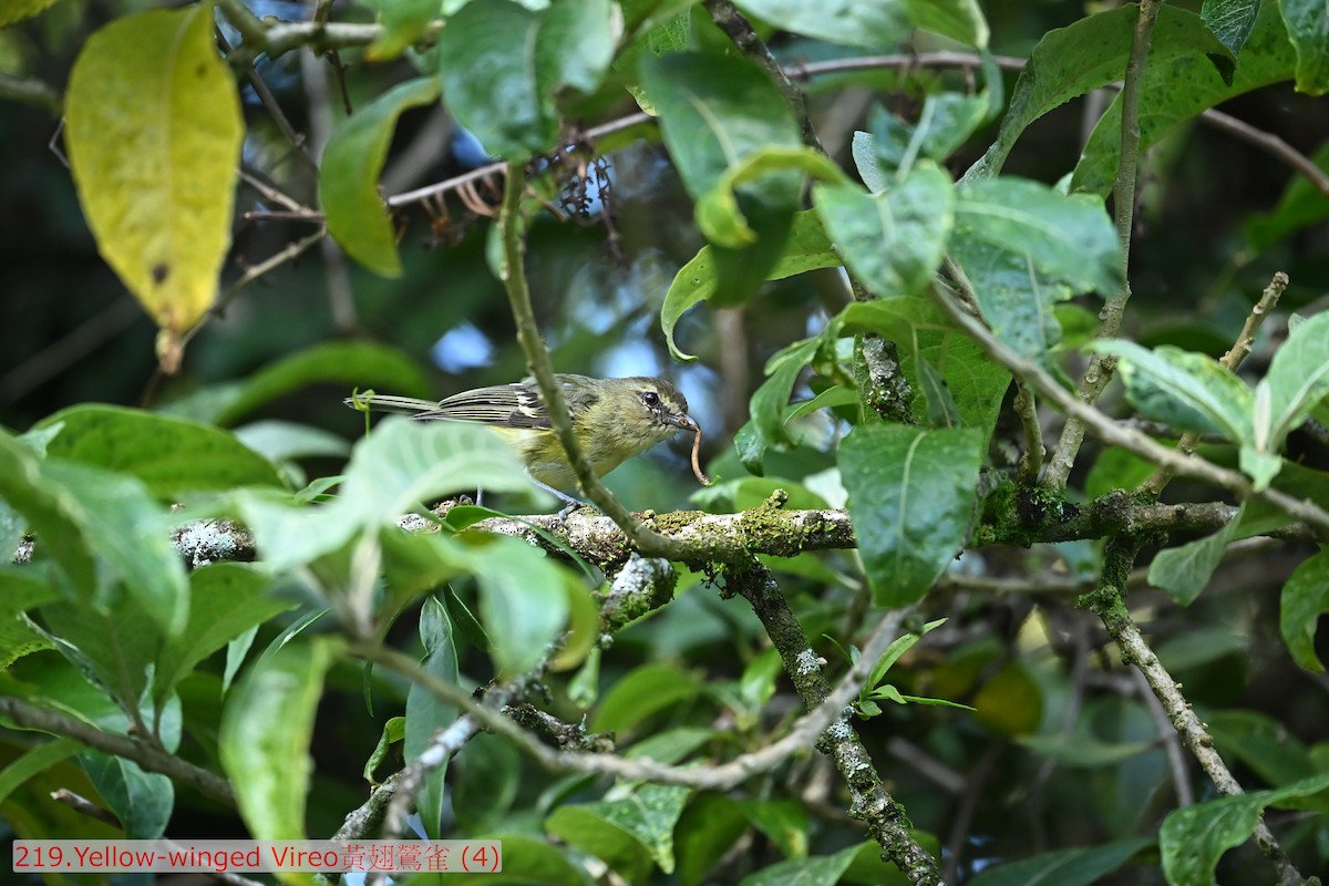Yellow-winged Vireo - ML643584306