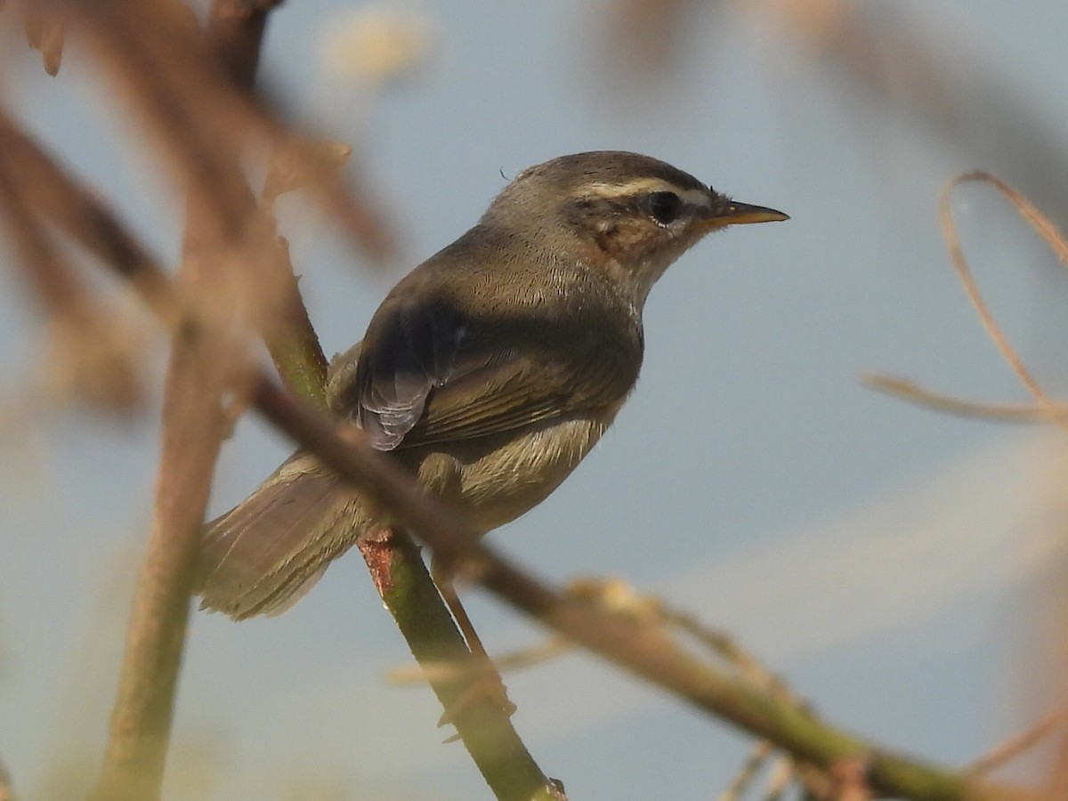 Dusky Warbler - ML643584314