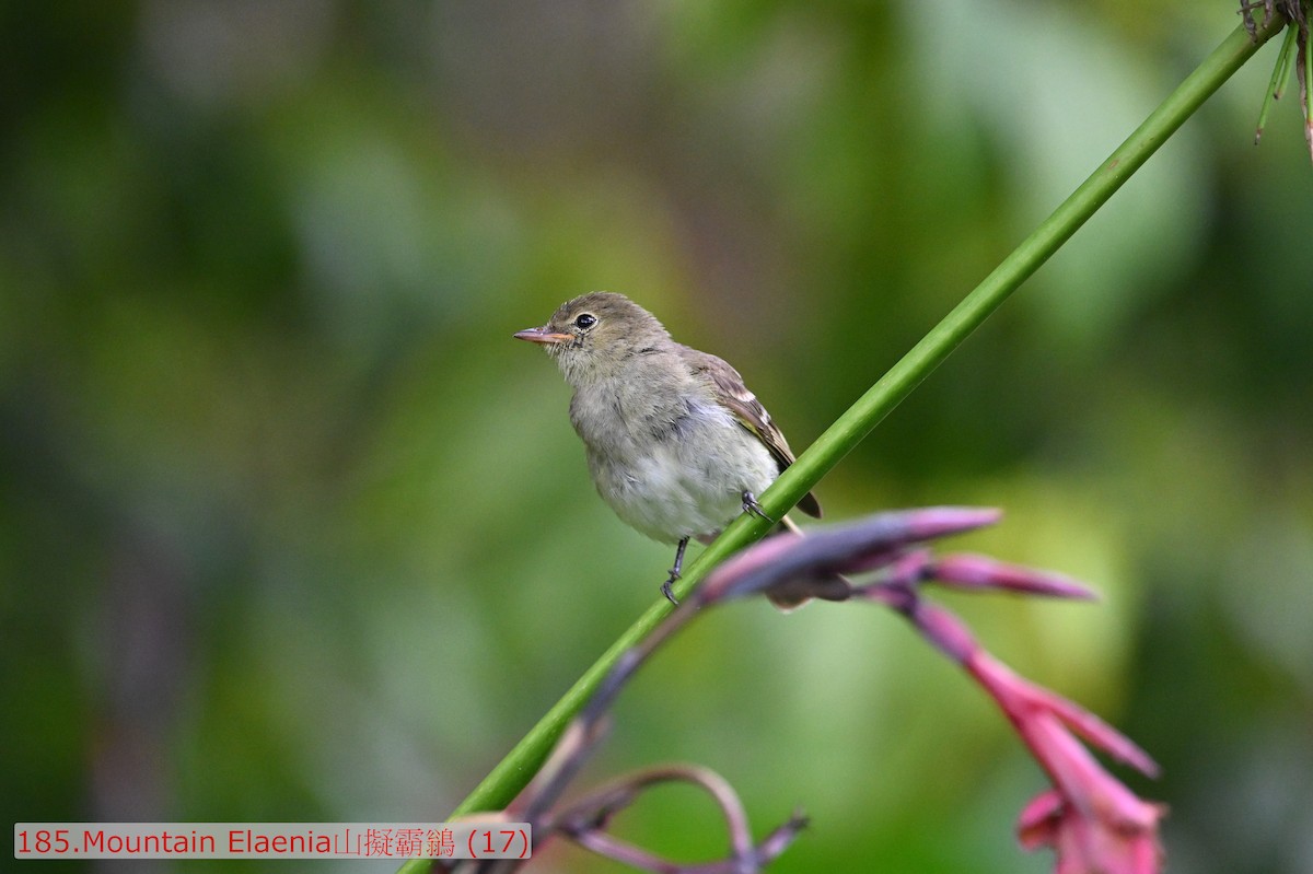 Mountain Elaenia - ML643584333