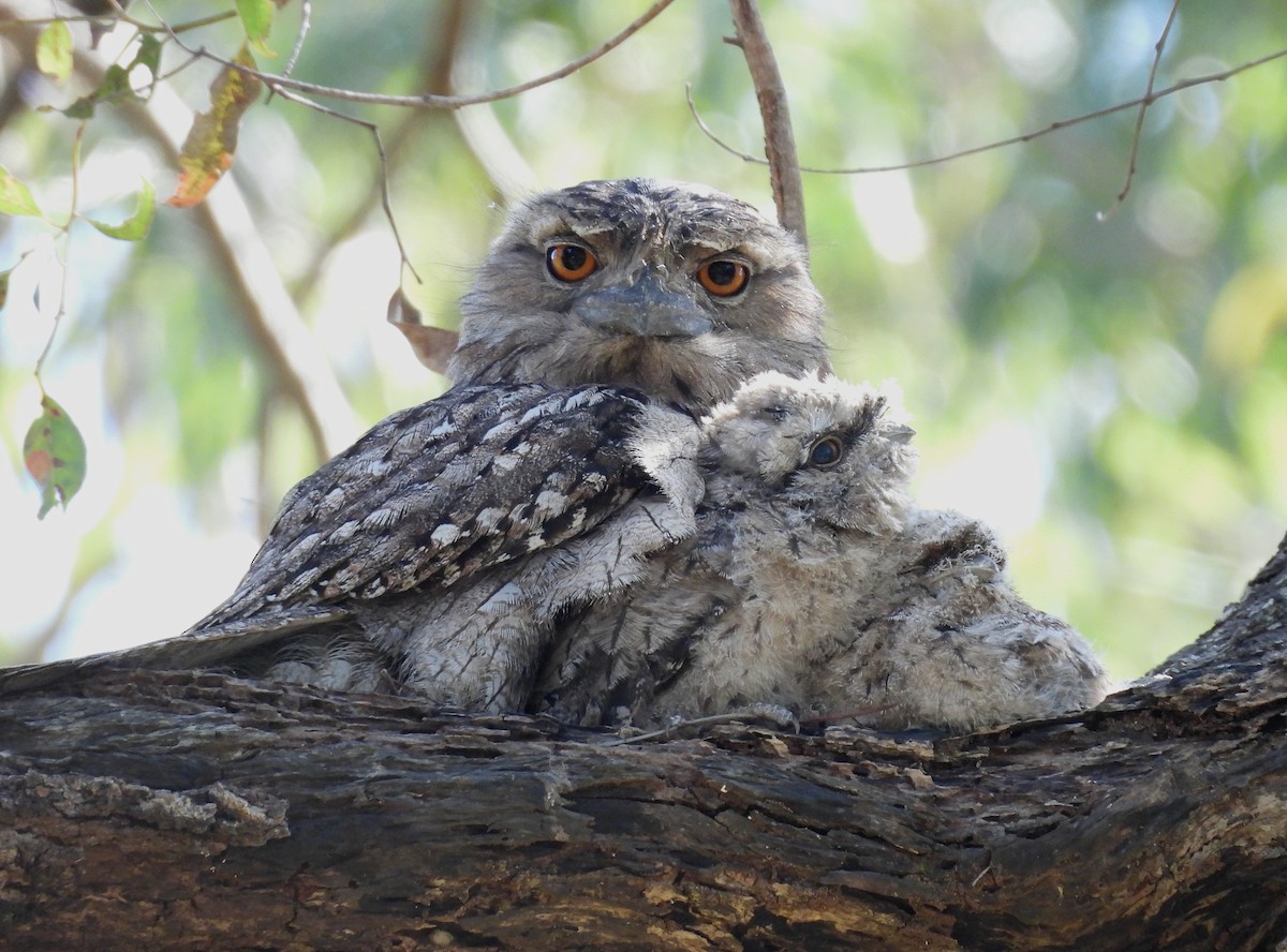 Tawny Frogmouth - ML643584334
