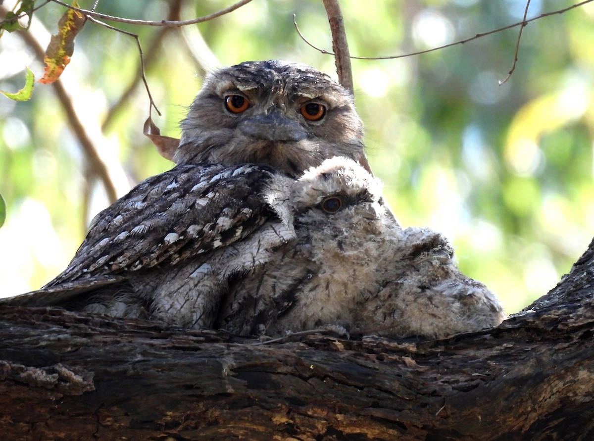 Tawny Frogmouth - ML643584337