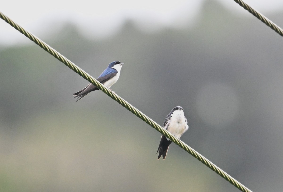 Blue-and-white Swallow - ML643584338