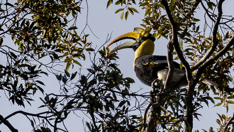 Great Hornbill - ML643584339