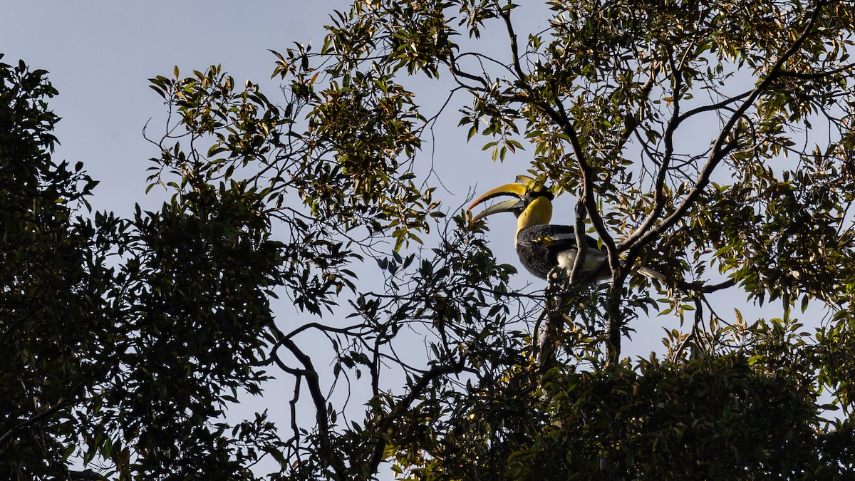 Great Hornbill - ML643584341