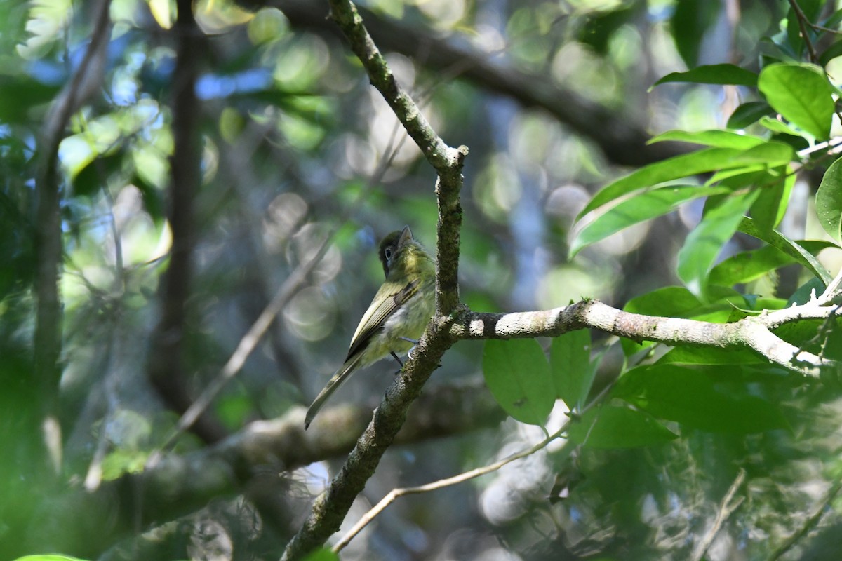 Eye-ringed Flatbill - ML643584356