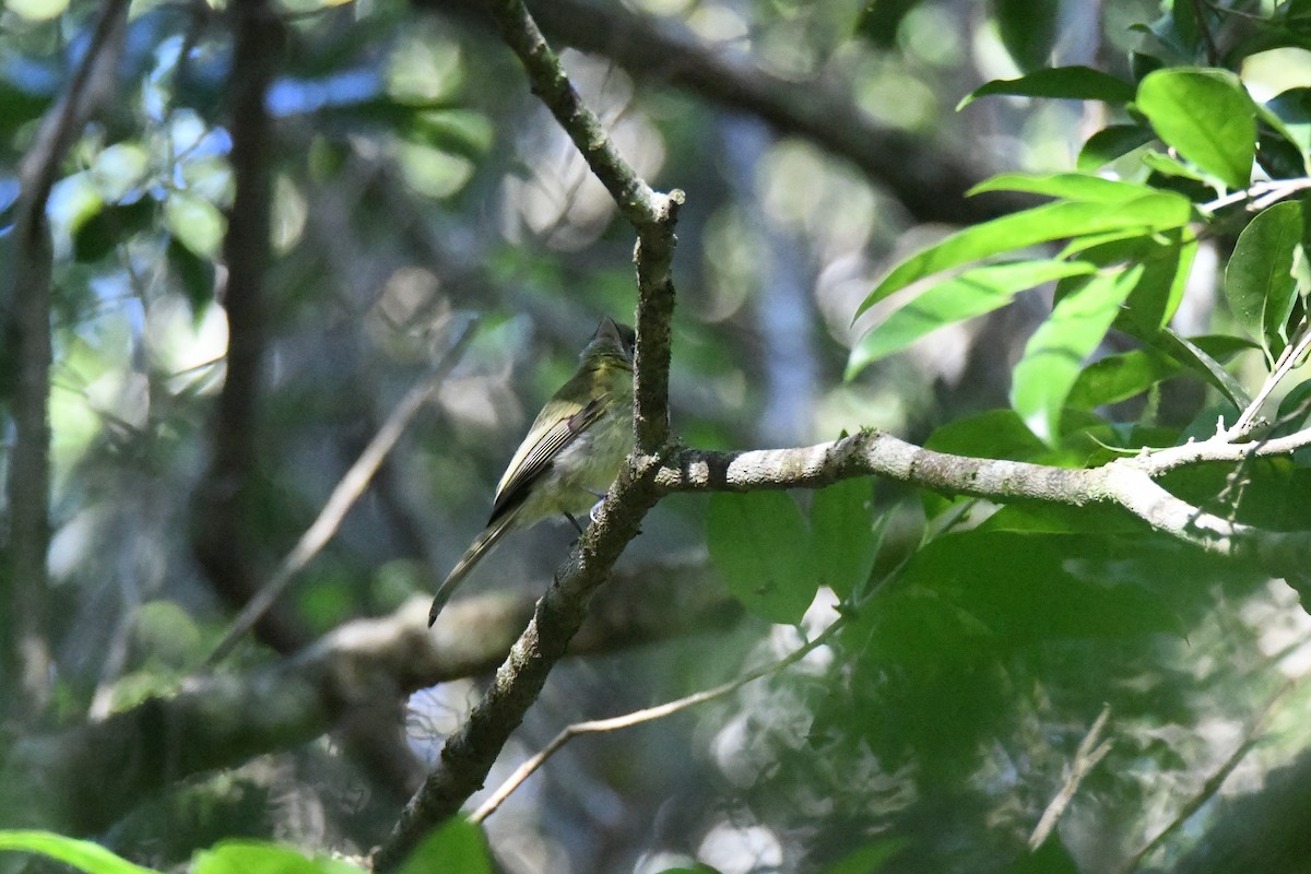 Eye-ringed Flatbill - ML643584357