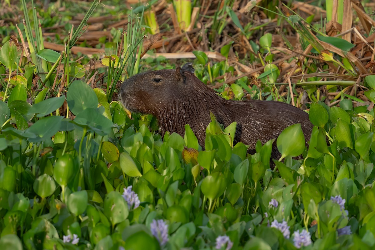 オニテンジクネズミ - ML643584358