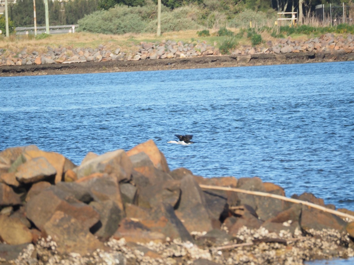 Pied Cormorant - ML643584359