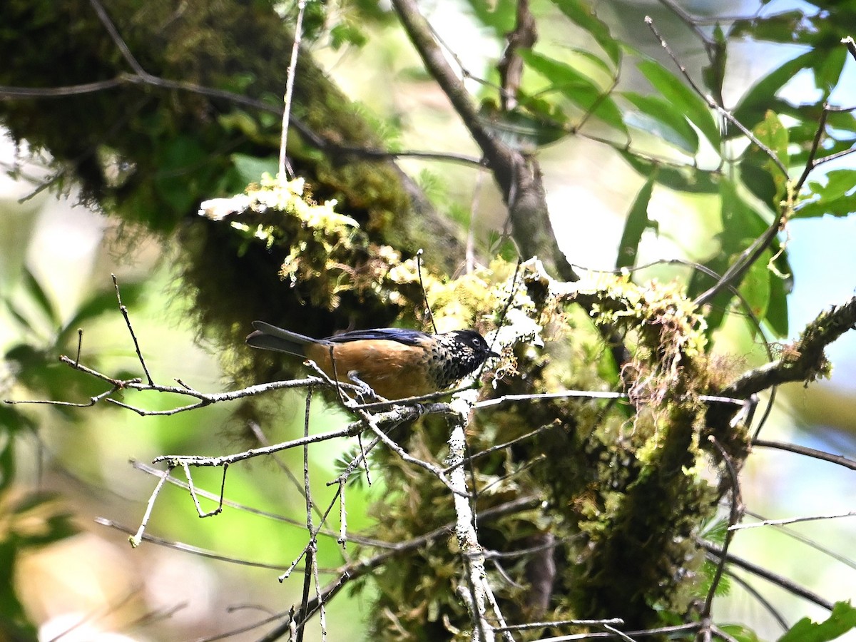 Spangle-cheeked Tanager - ML643584360