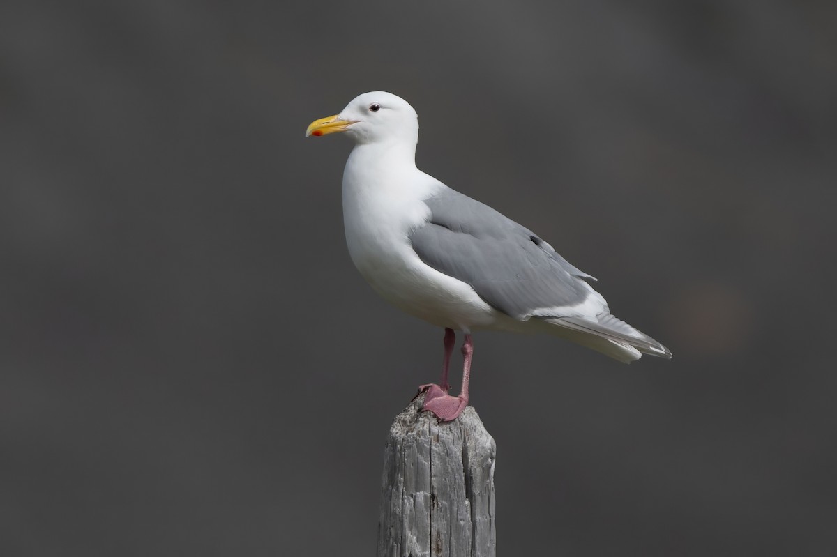 Glaucous-winged Gull - ML643584374