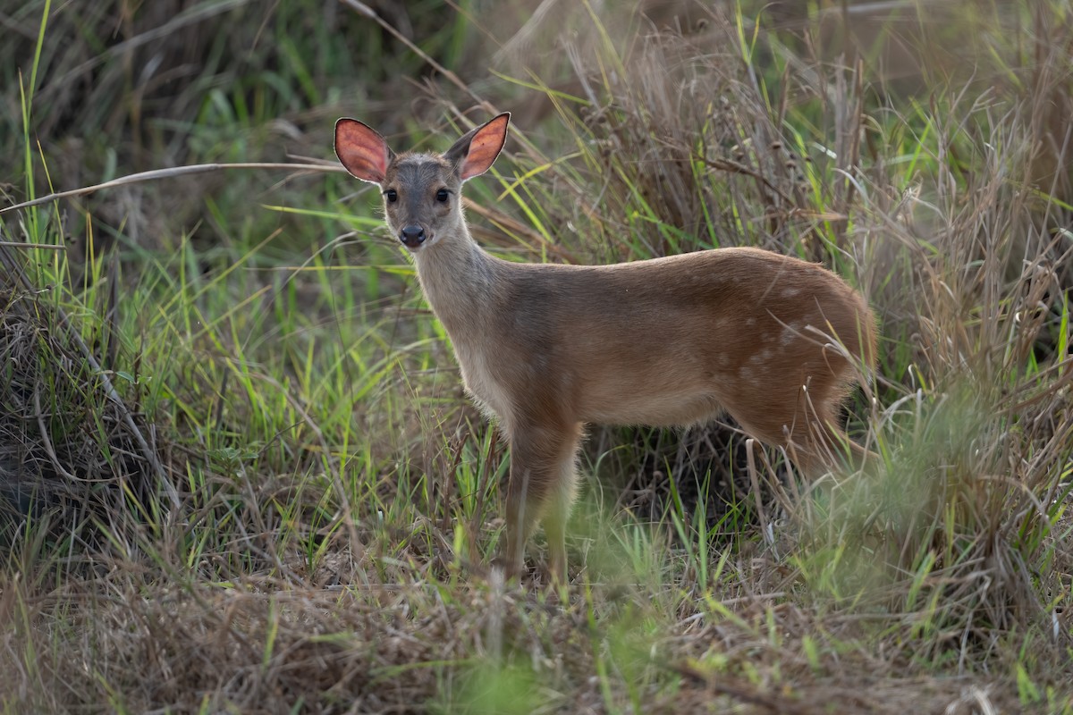Southeastern Red Brocket - ML643584383