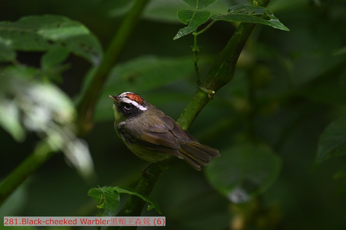 Black-cheeked Warbler - ML643584384