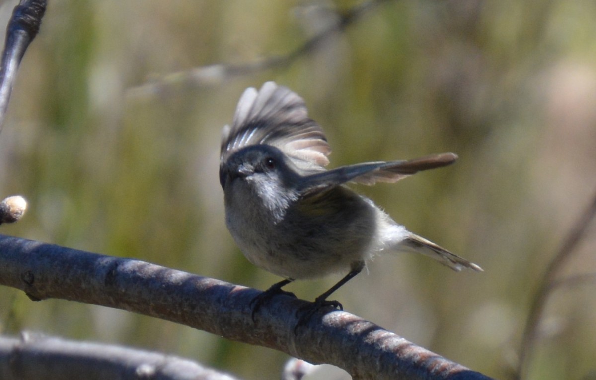 Gray Gerygone - ML643584388