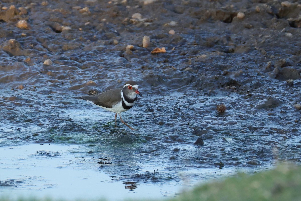 Three-banded Plover - ML643584394
