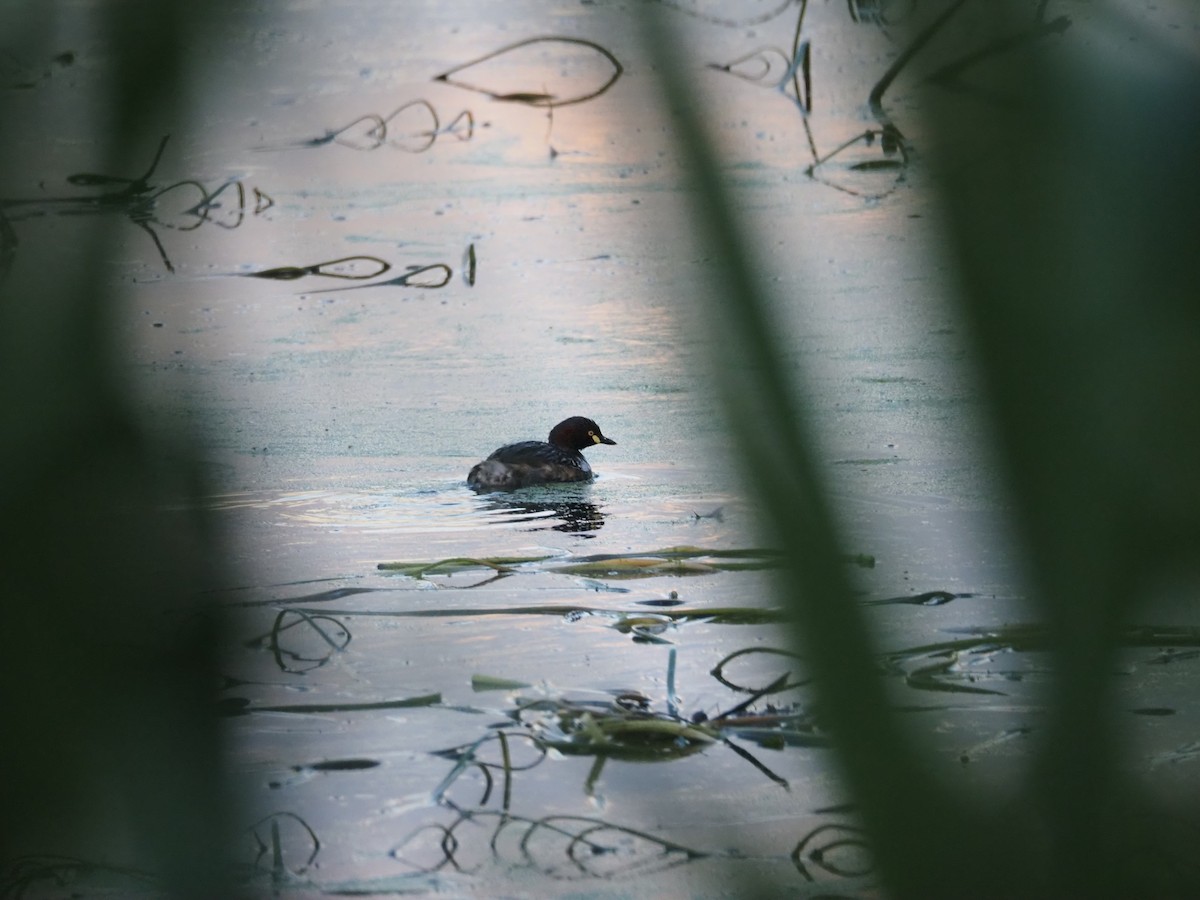 Australasian Grebe - ML643584408