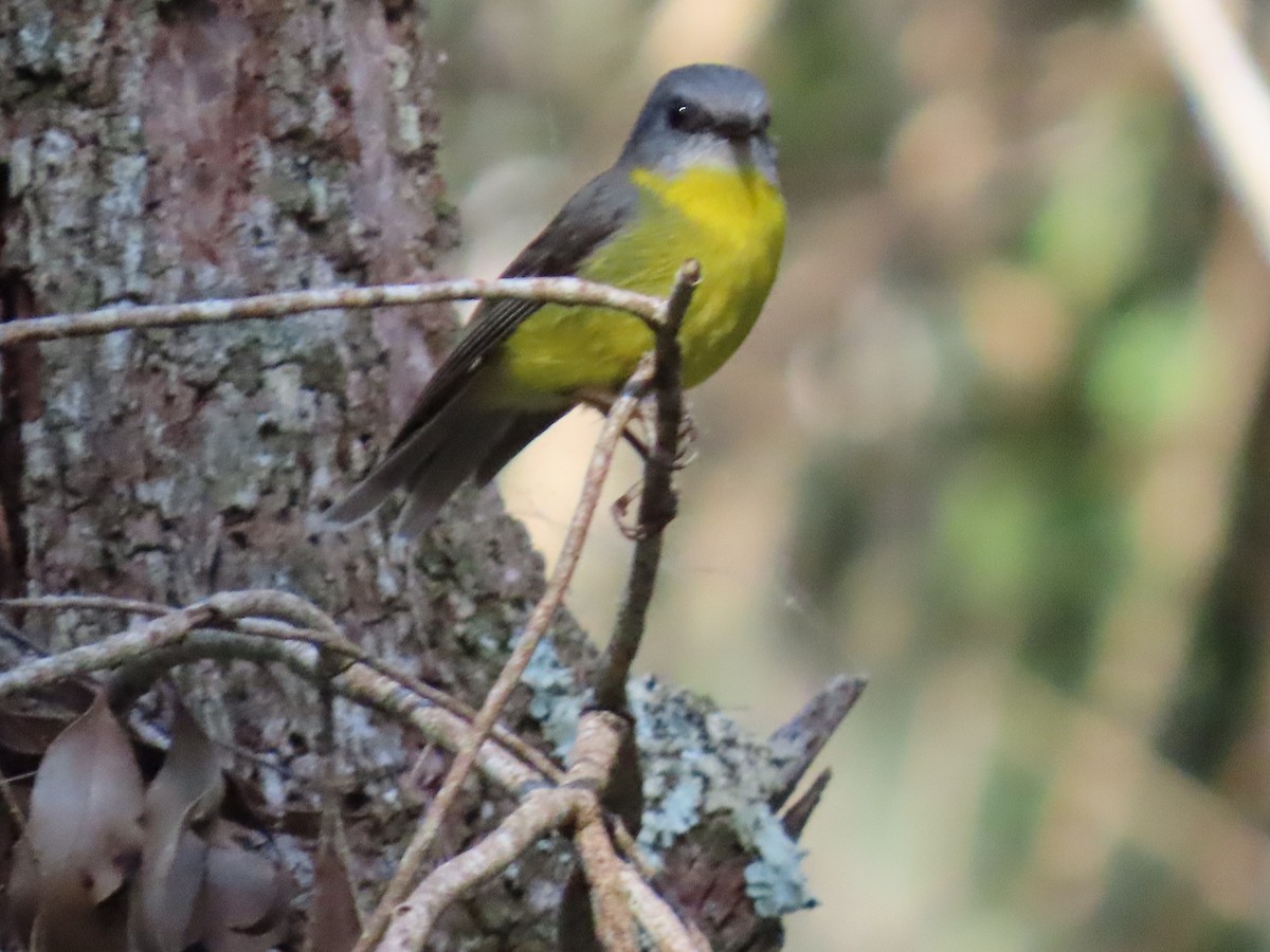 Eastern Yellow Robin - ML643584412
