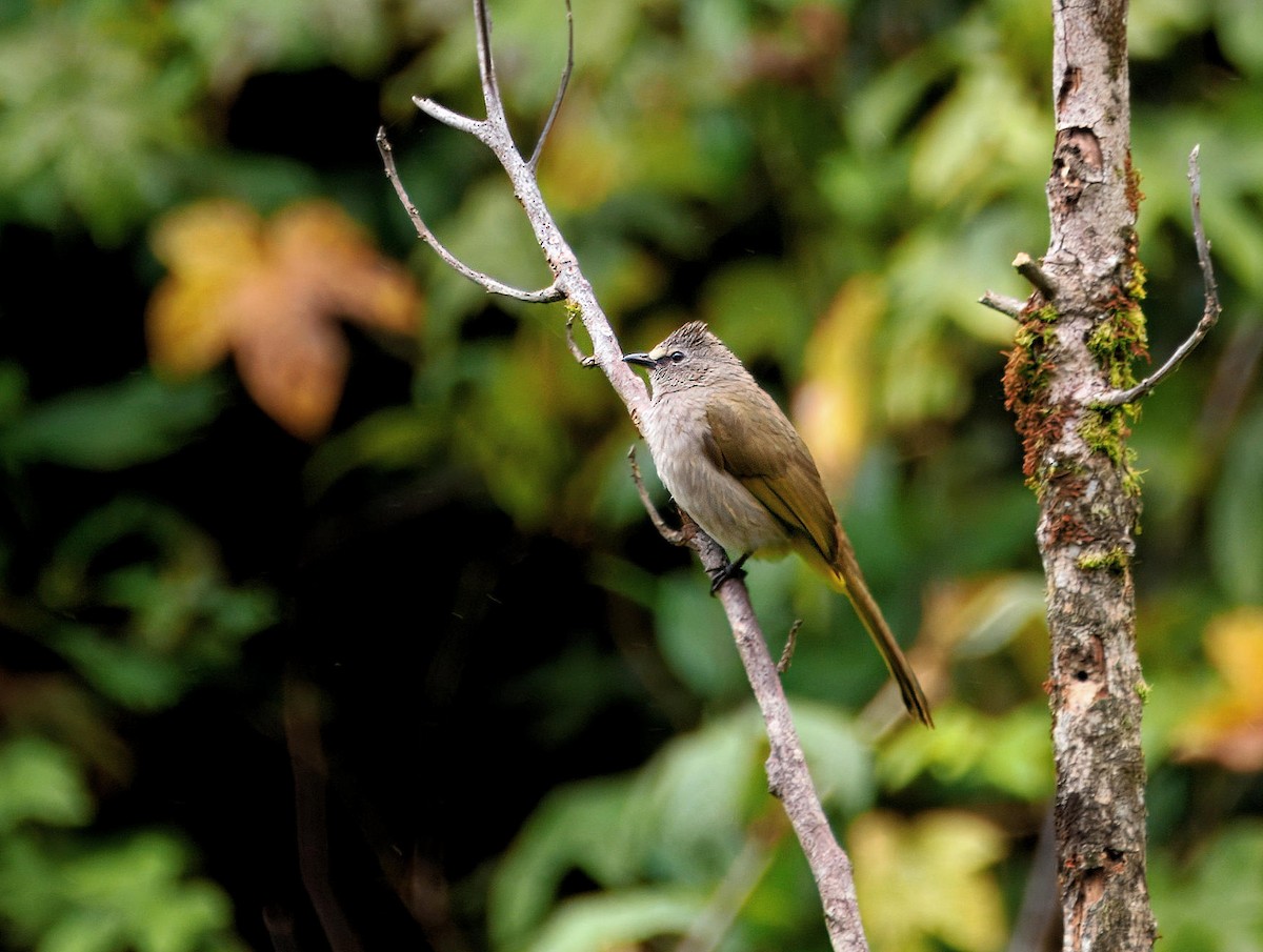 Flavescent Bulbul - ML643584414