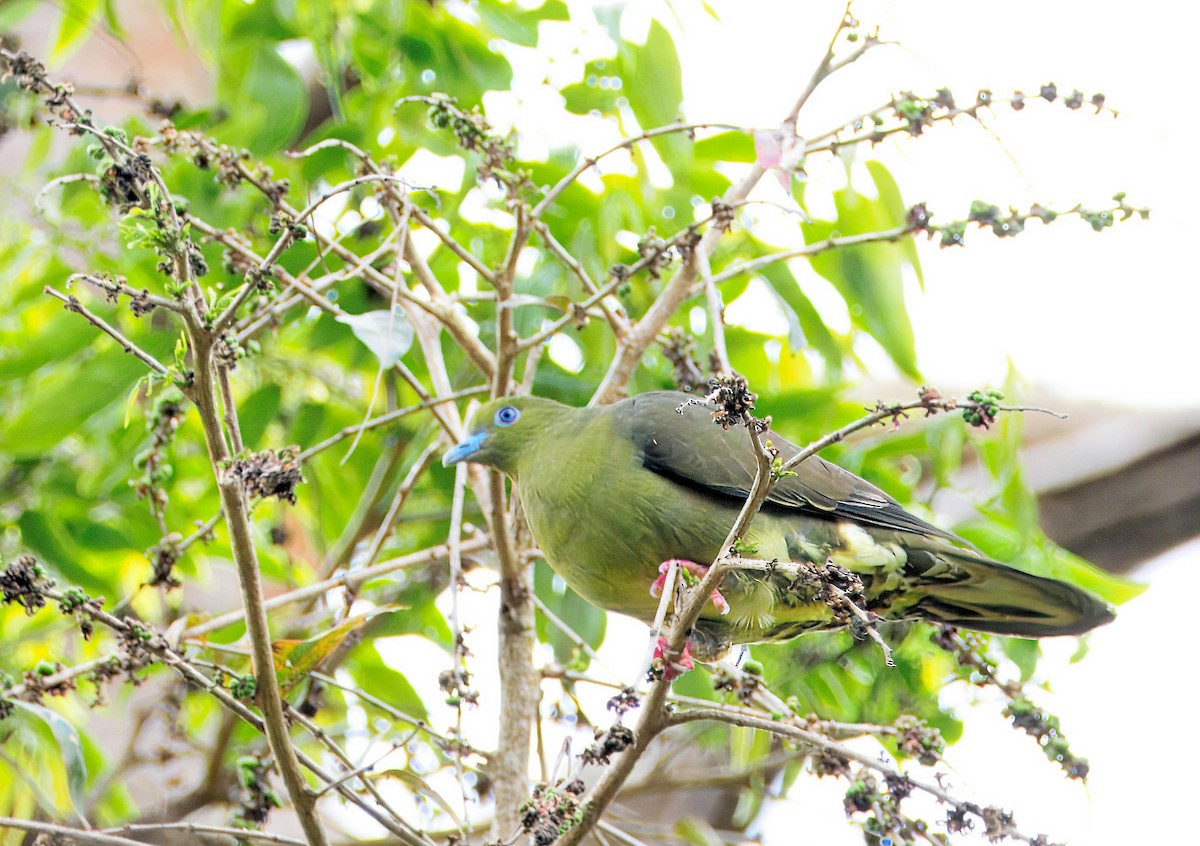 Wedge-tailed Green-Pigeon - ML643584418