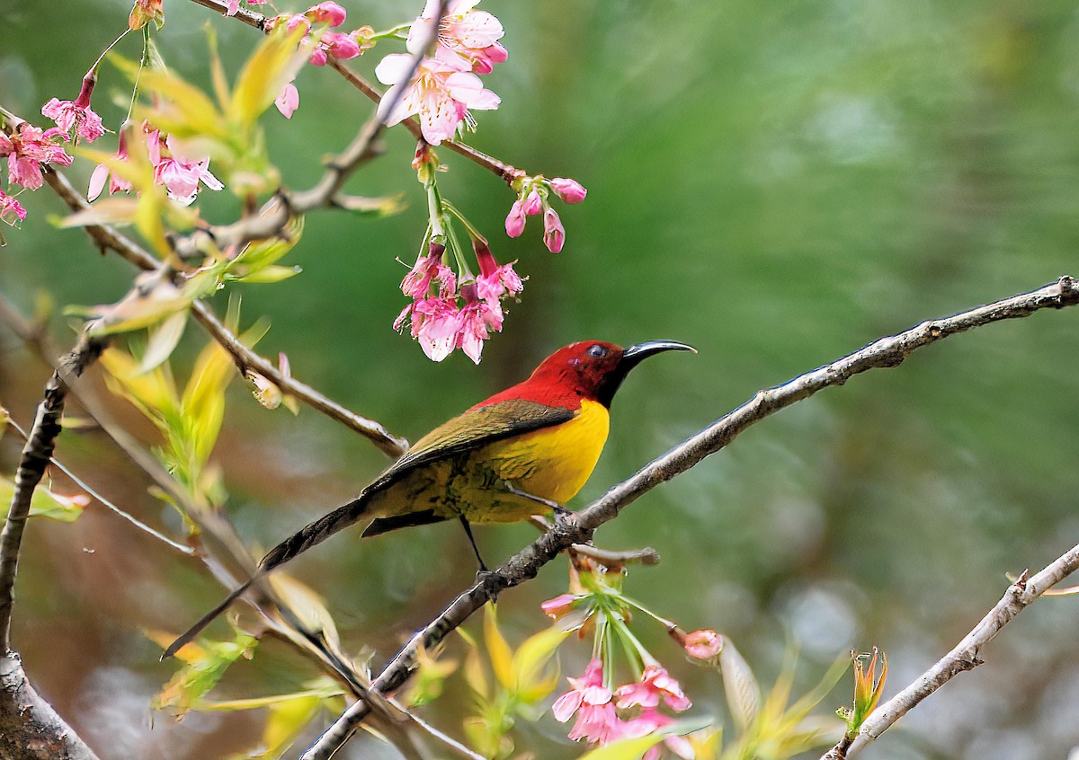 Mrs. Gould's Sunbird (Purple-rumped) - ML643584422