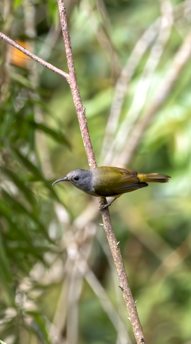 Mrs. Gould's Sunbird (Purple-rumped) - ML643584425