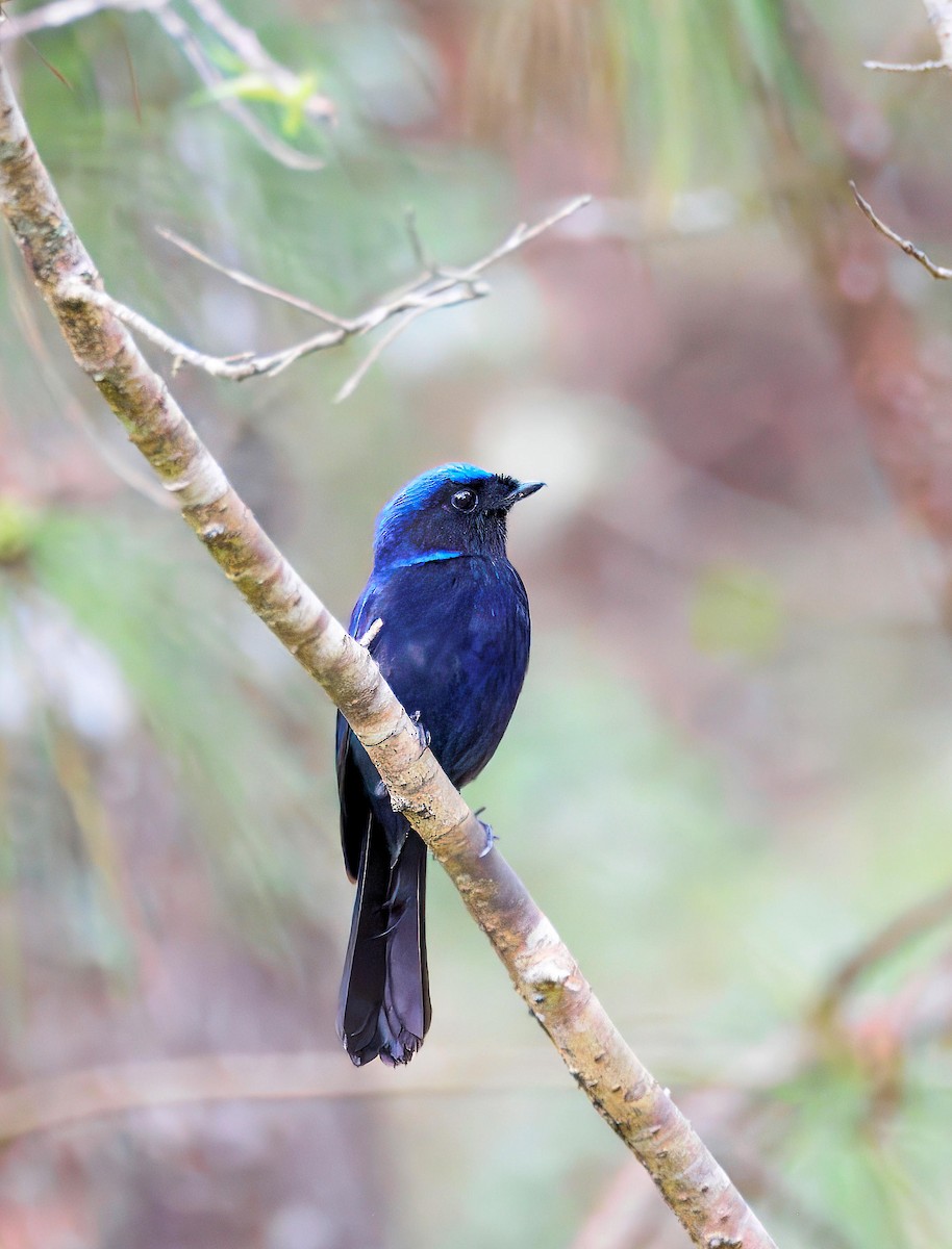 Large Niltava (Dalat) - ML643584432