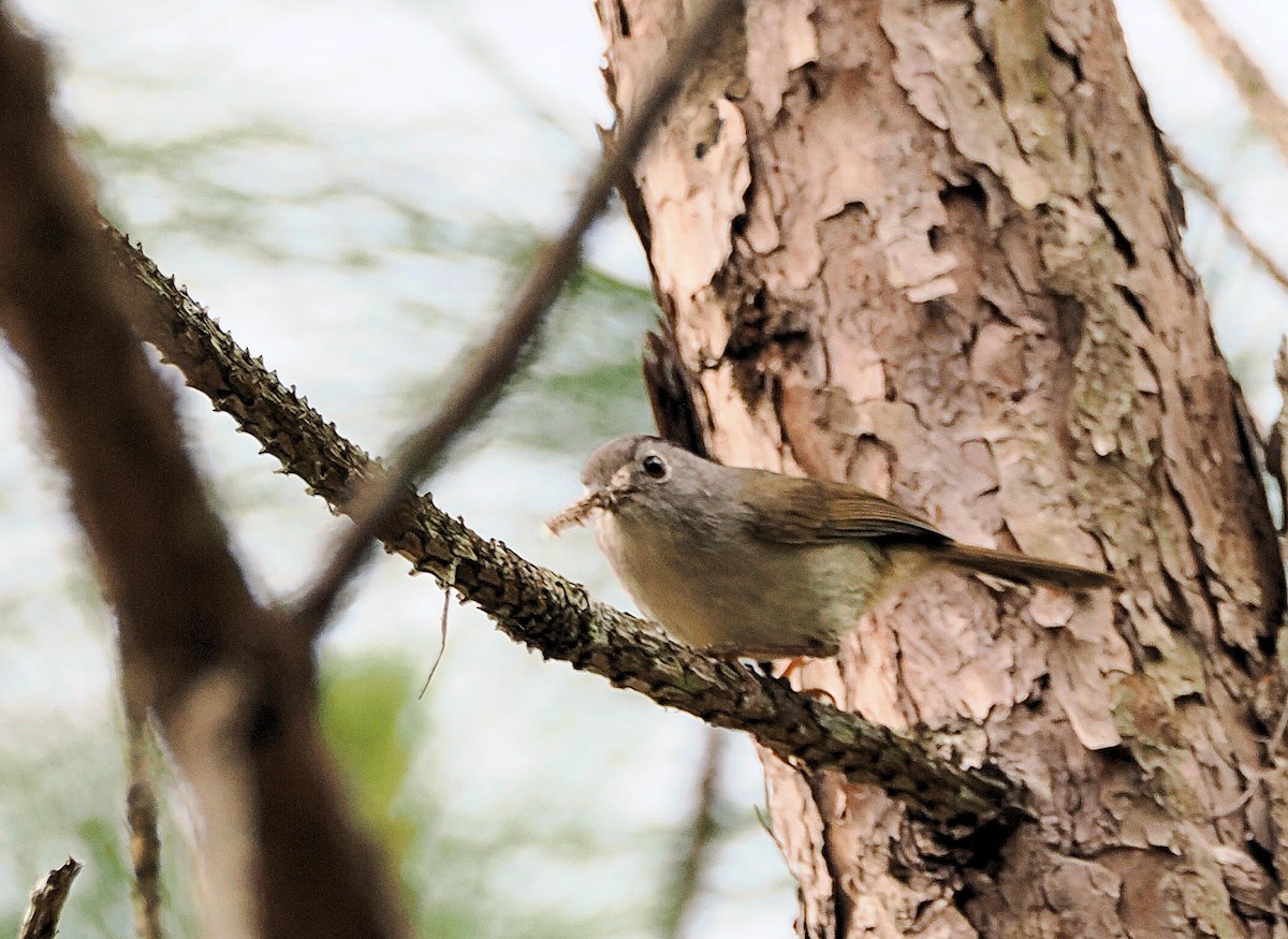 Mountain Fulvetta - ML643584437
