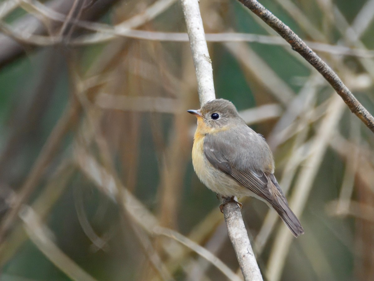 Mugimaki Flycatcher - ML643584445