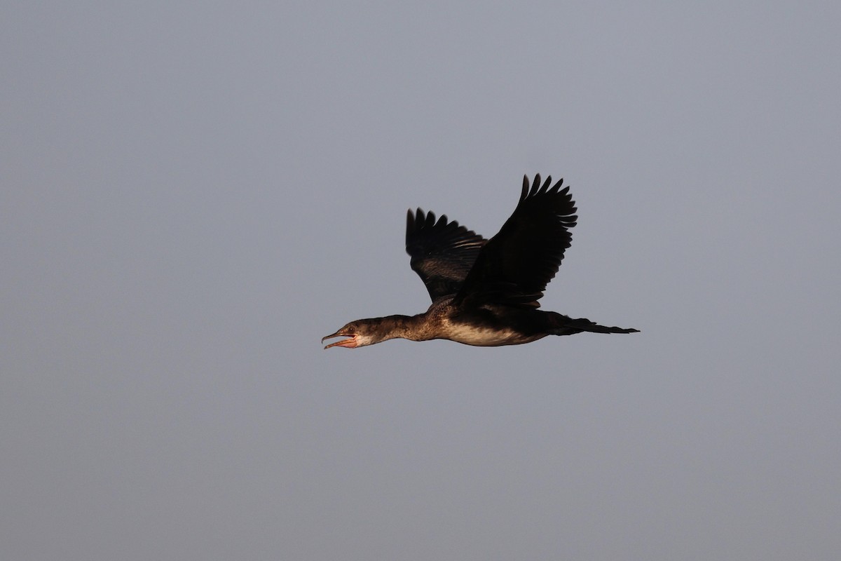 Reed Cormorant - ML643584449