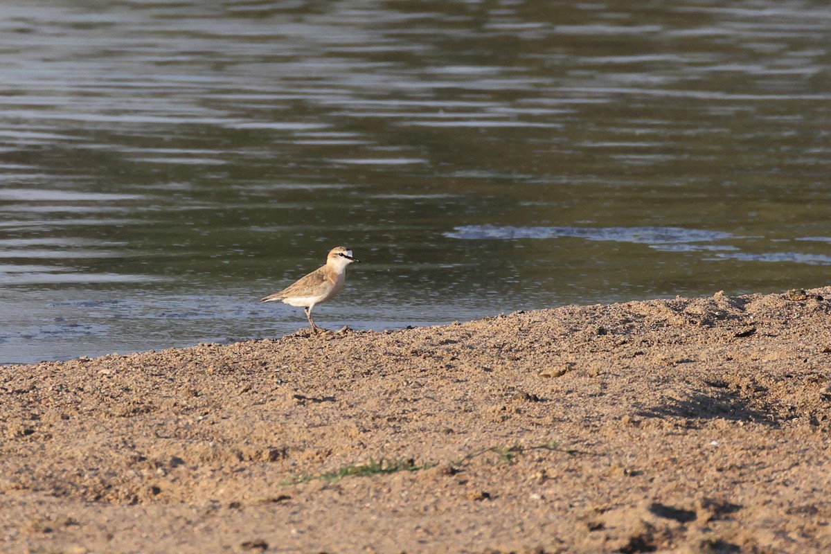 White-fronted Plover - ML643584457