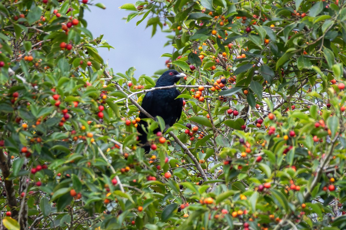 Pacific Koel - ML643584473