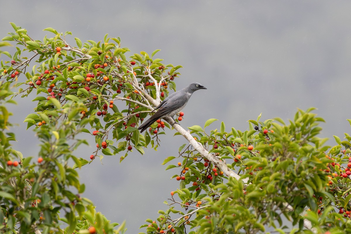 Barred Cuckooshrike - ML643584481