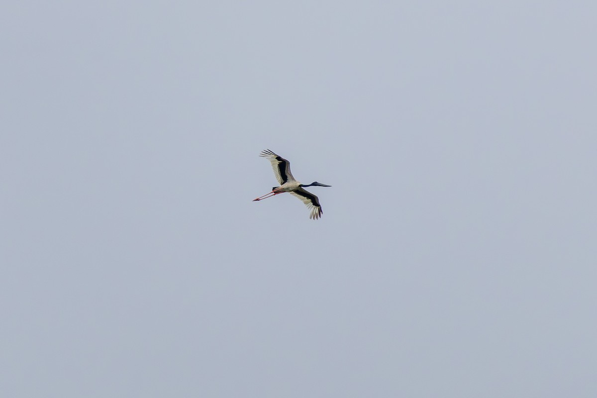 Riesenstorch - ML643584484