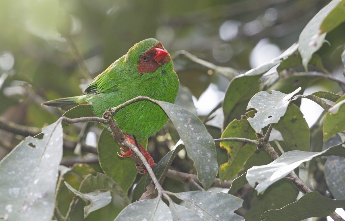 Grass-green Tanager - ML643584494