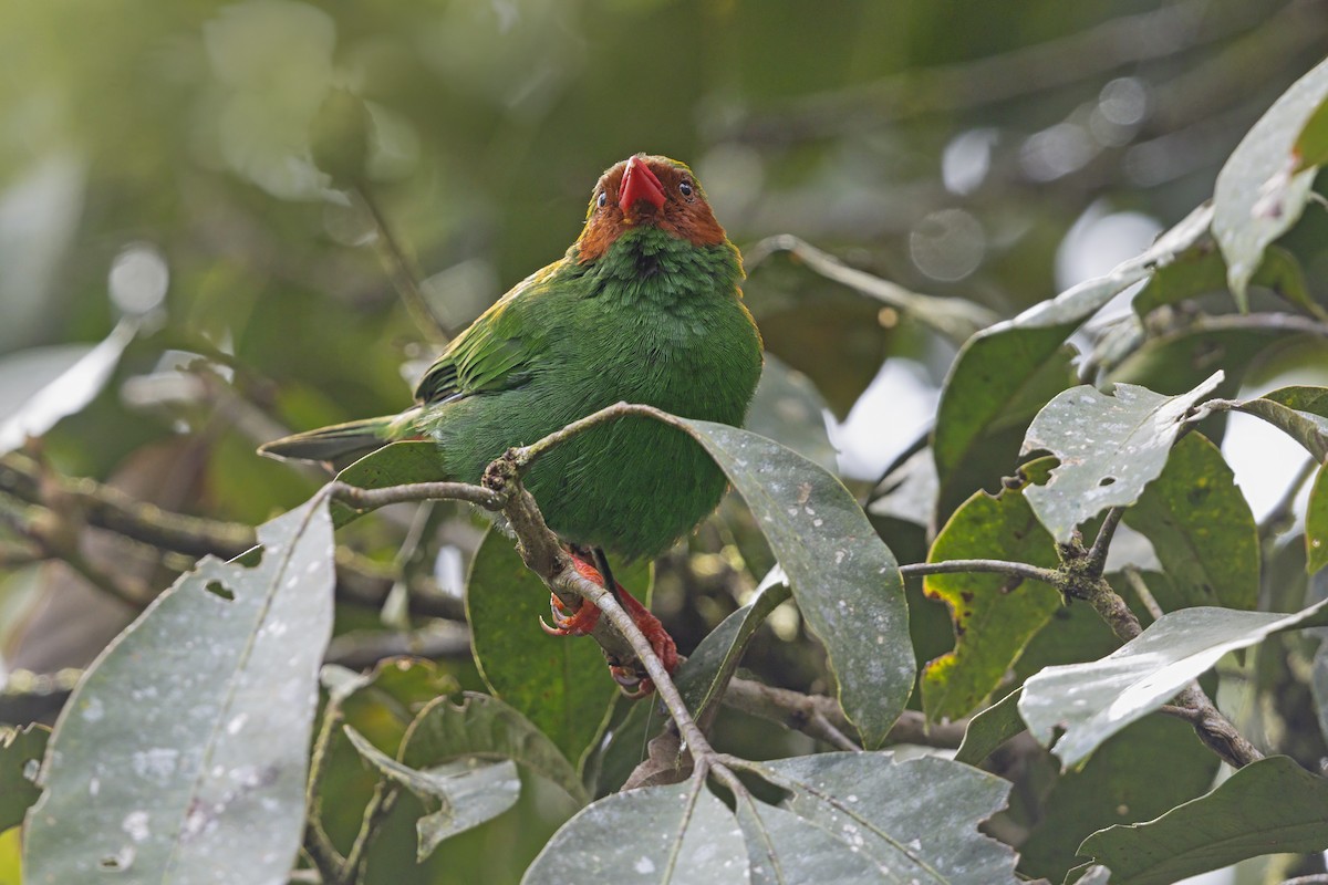 Grass-green Tanager - ML643584495