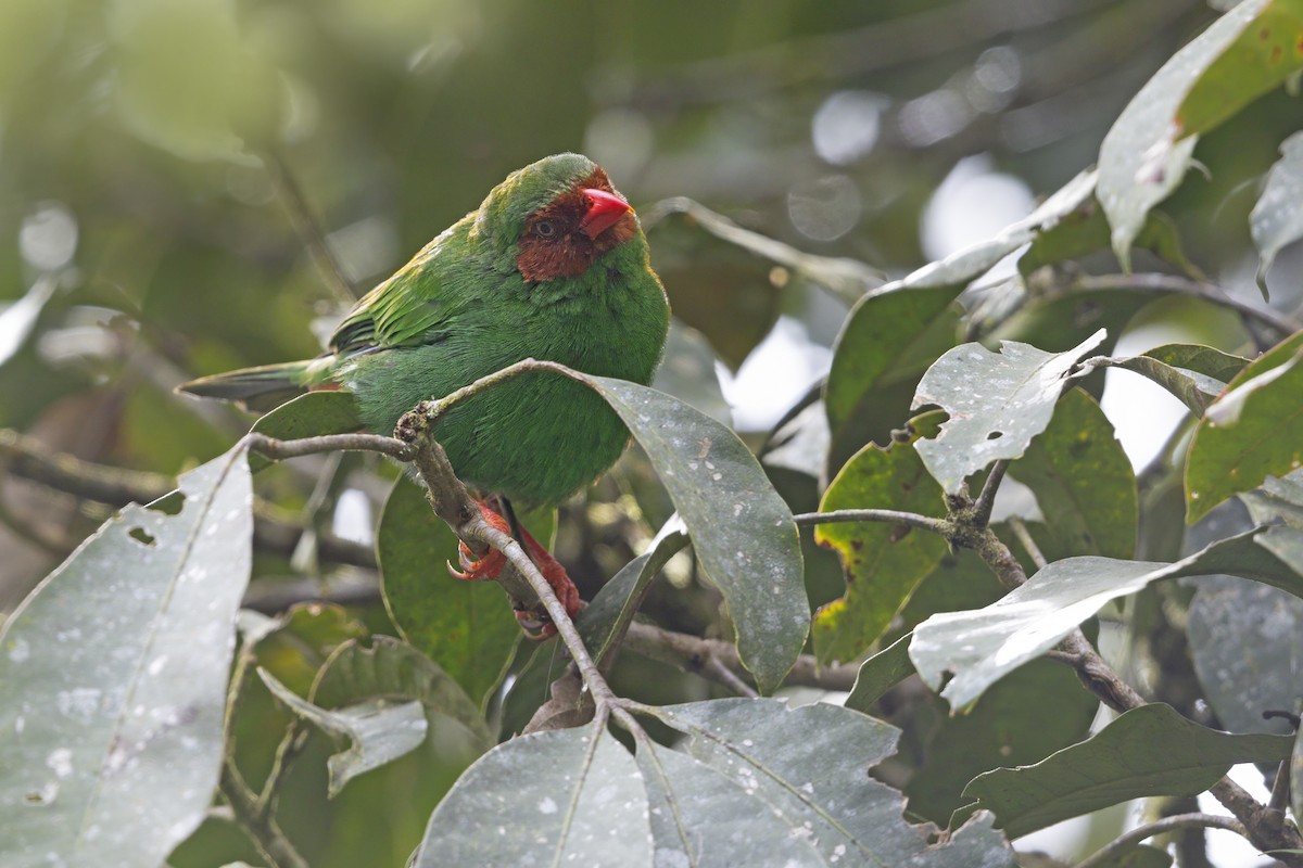 Grass-green Tanager - ML643584496