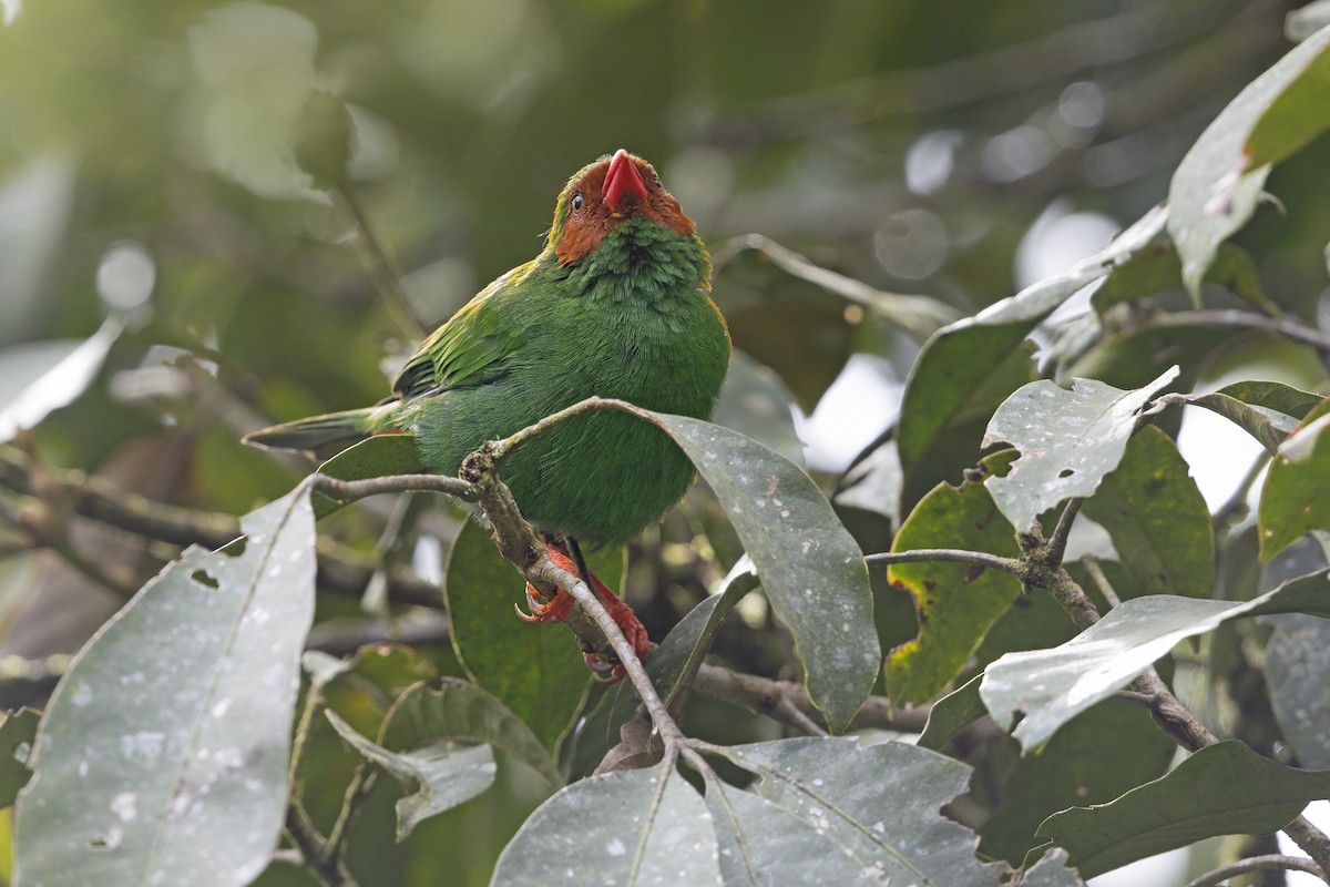 Grass-green Tanager - ML643584497