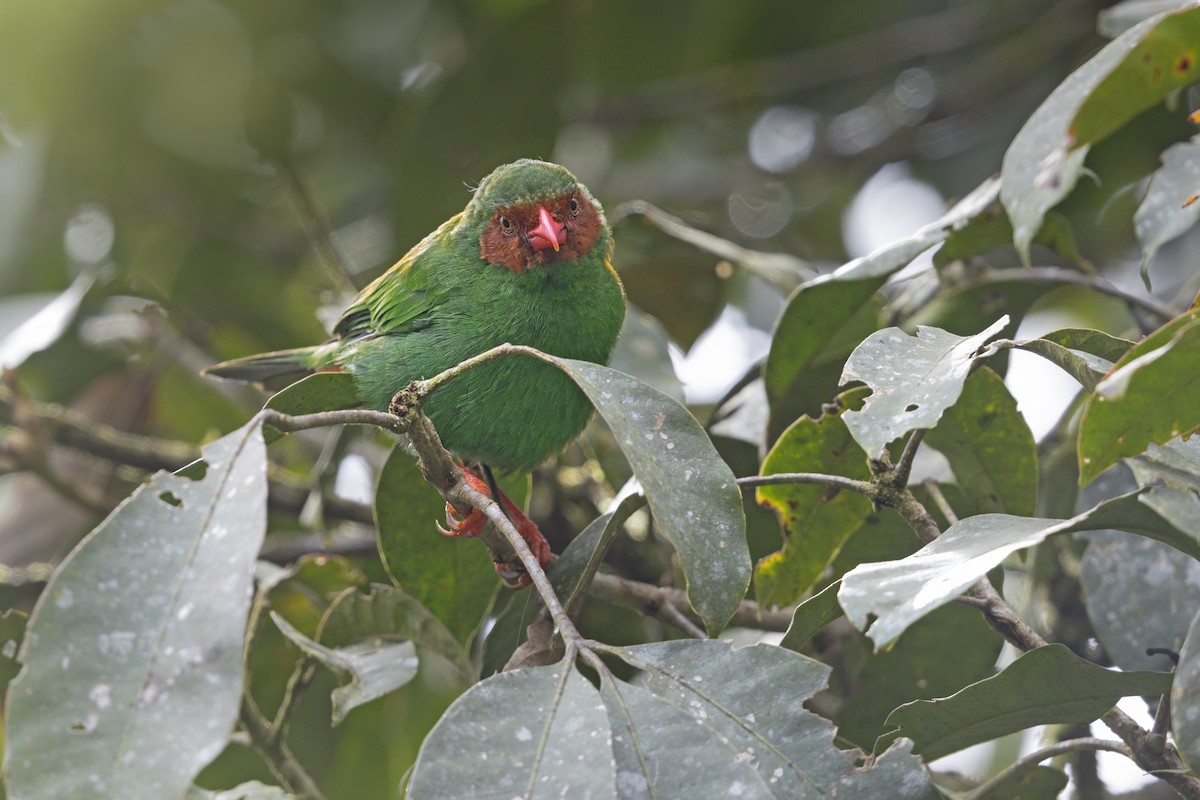 Grass-green Tanager - ML643584498