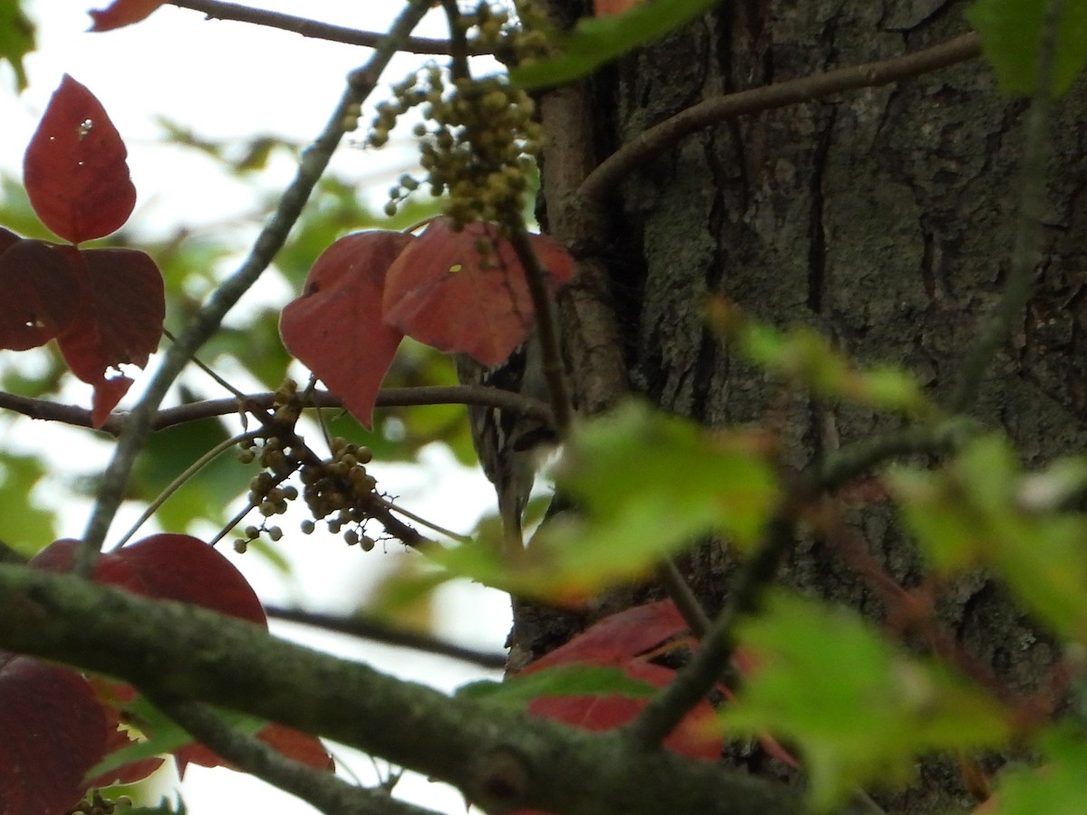 Brown Creeper - ML643584499