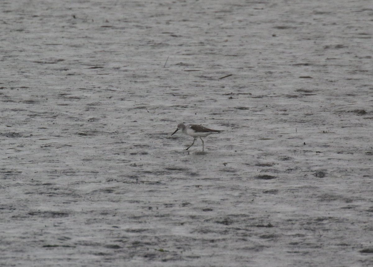 Common Greenshank - ML643584507