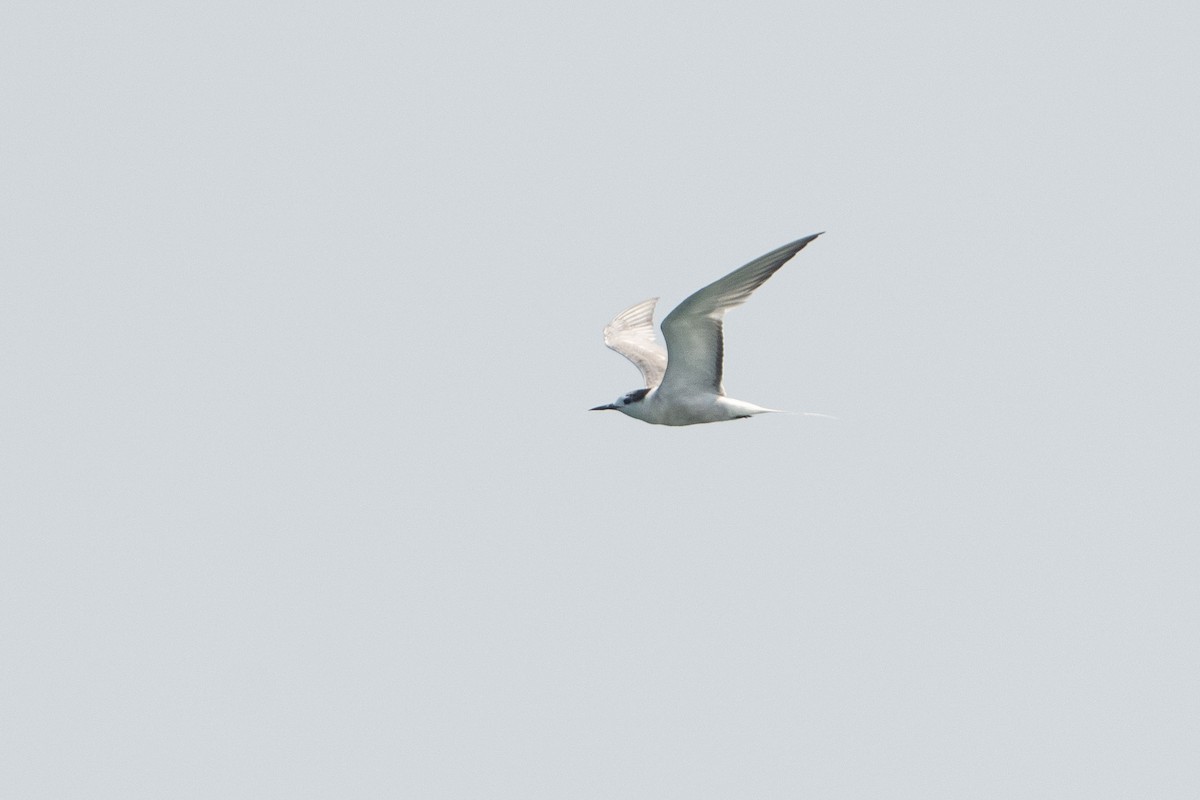 Aleutian Tern - ML643584508